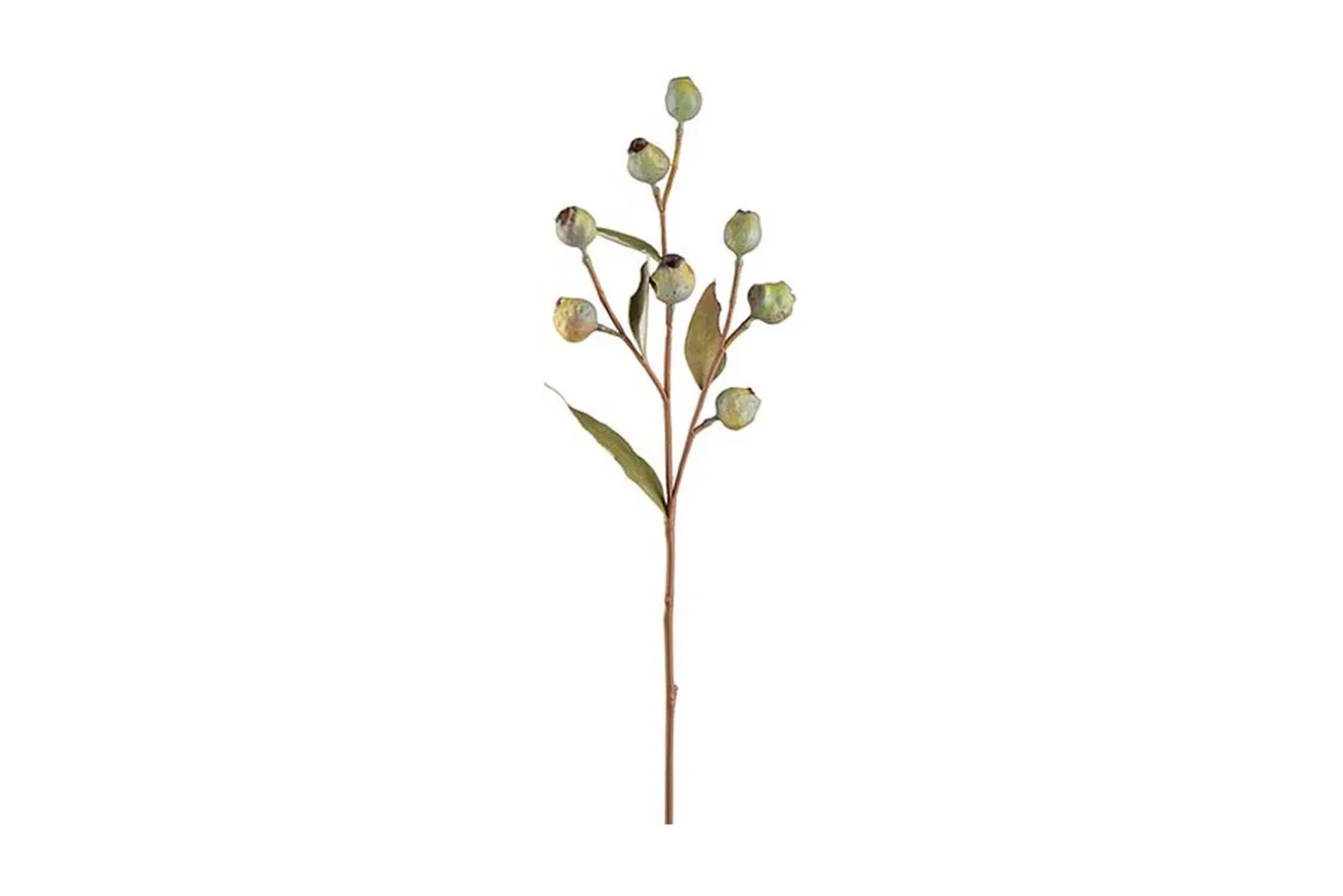 Eucalyptus stilkblomst