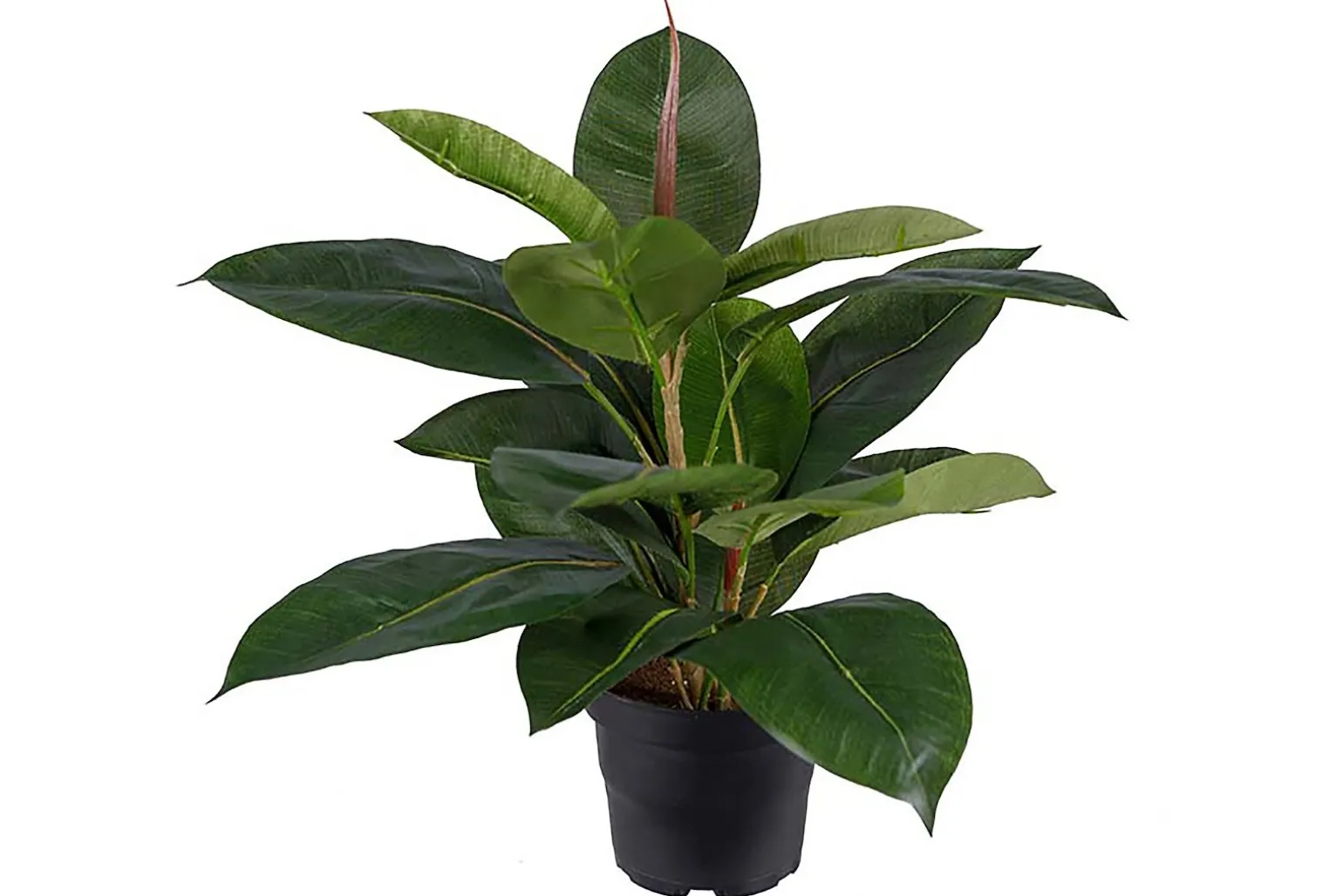 Fikus Robusta potteplante