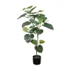 Fikus Umbrella potteplante
