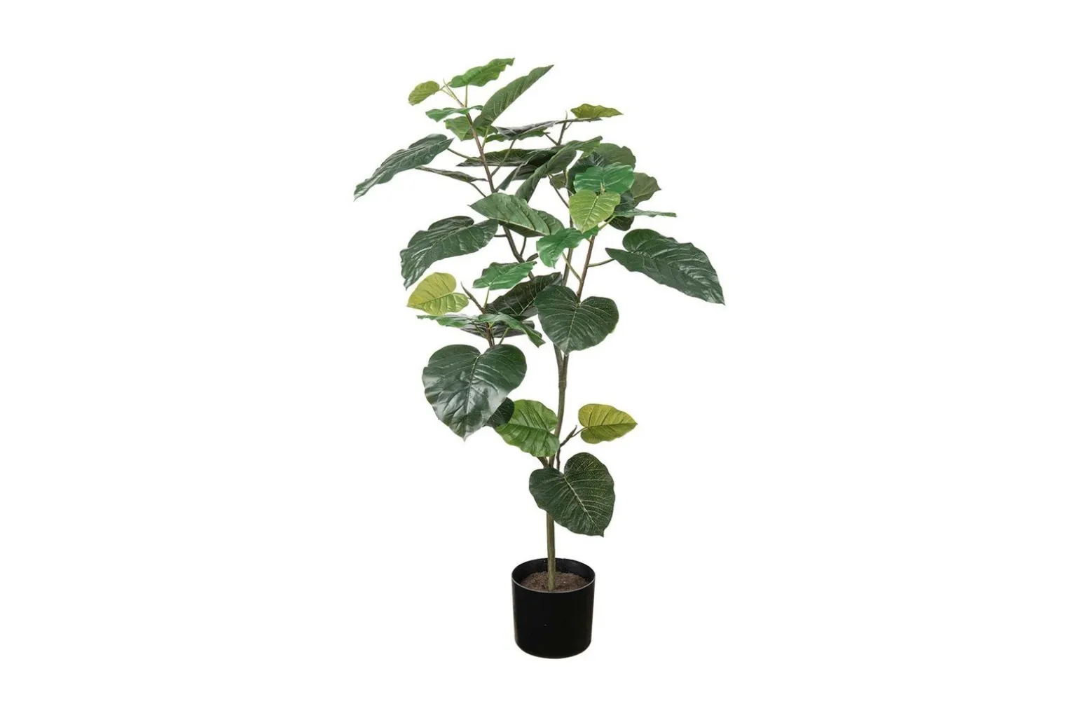 Fikus Umbrella potteplante
