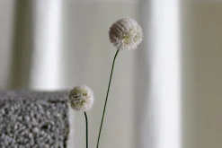 Floks stilkblomst