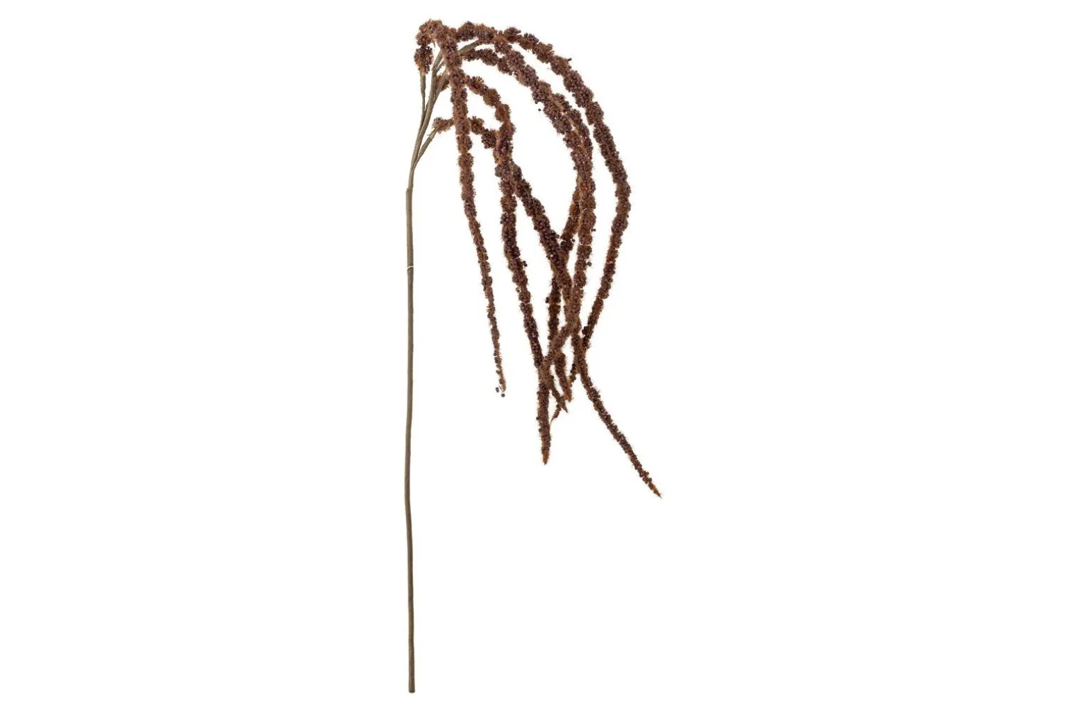 Foxtail kvist/stilkblomst