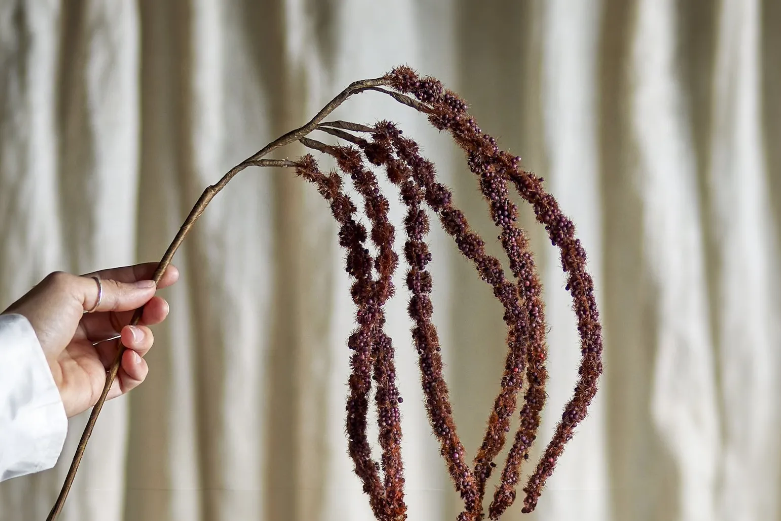 Foxtail kvist/stilkblomst