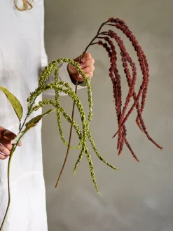 Foxtail kvist/stilkblomst