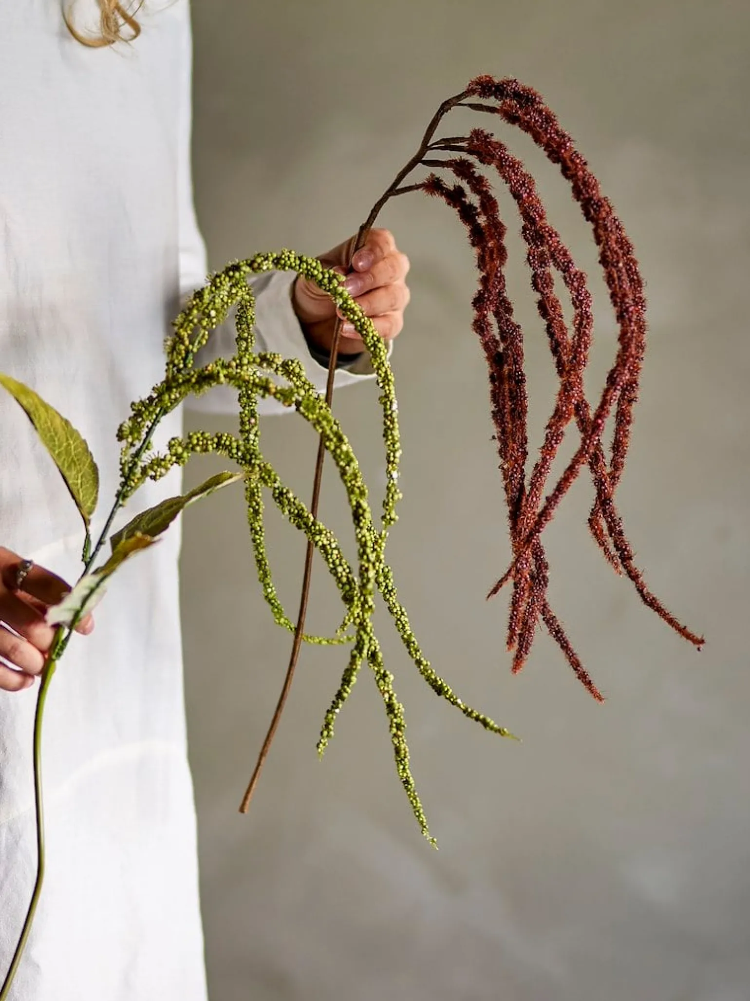 Foxtail kvist/stilkblomst
