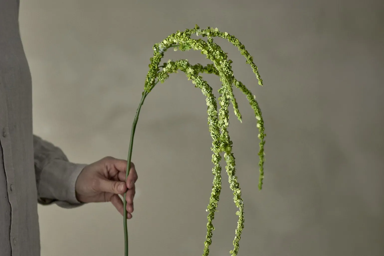 Foxtail kvist/stilkblomst