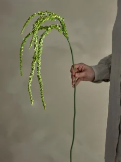 Foxtail kvist/stilkblomst