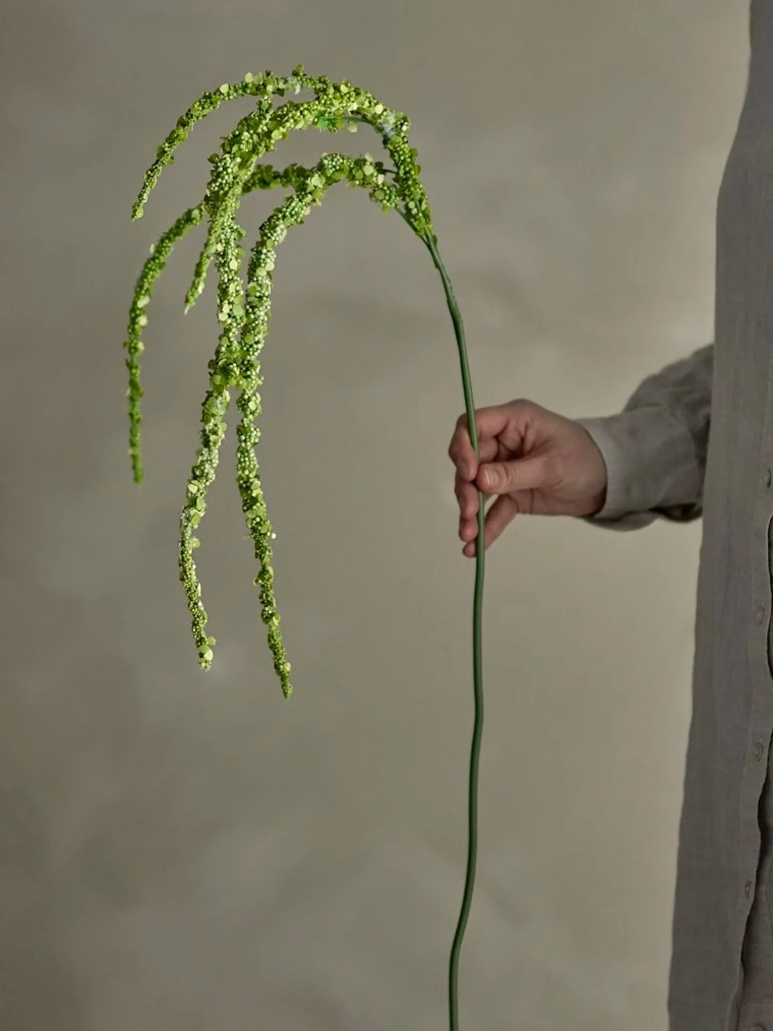 Foxtail kvist/stilkblomst