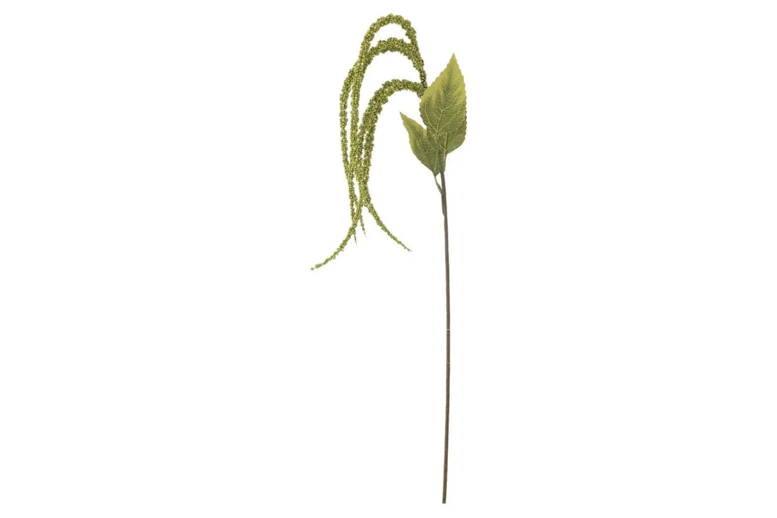 Foxtail kvist/stilkblomst