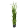 Gress potteplante