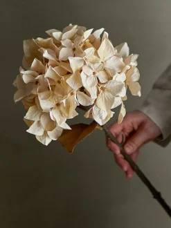 Hortensia stilkblomst