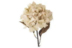 Hortensia stilkblomst