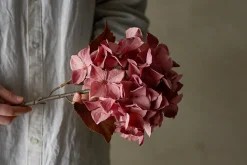 Hortensia stilkblomst