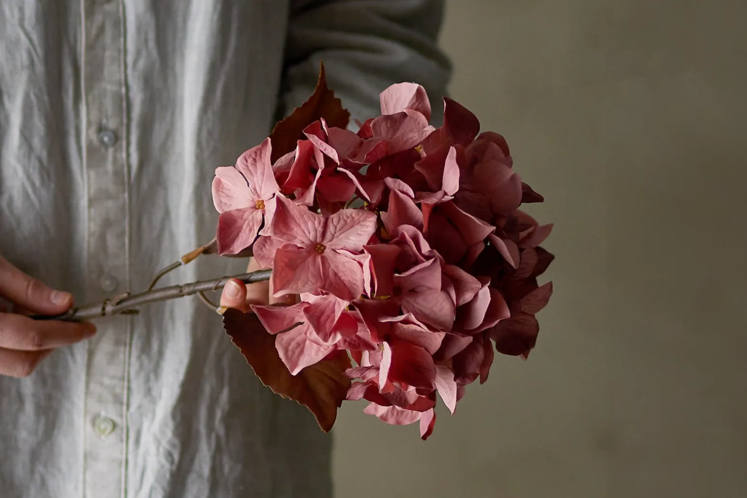 Hortensia stilkblomst