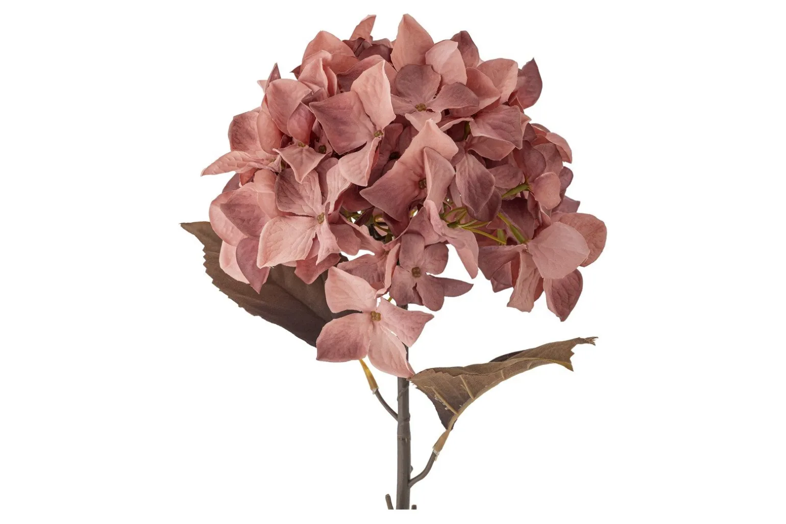 Hortensia stilkblomst