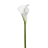 Kala potteplante