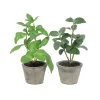Kryddermix potteplante