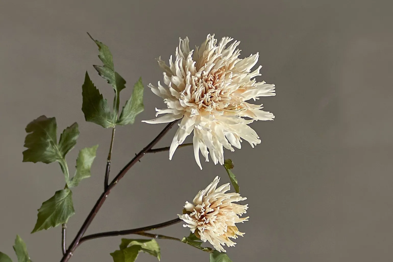 Krysantemum stilkblomst