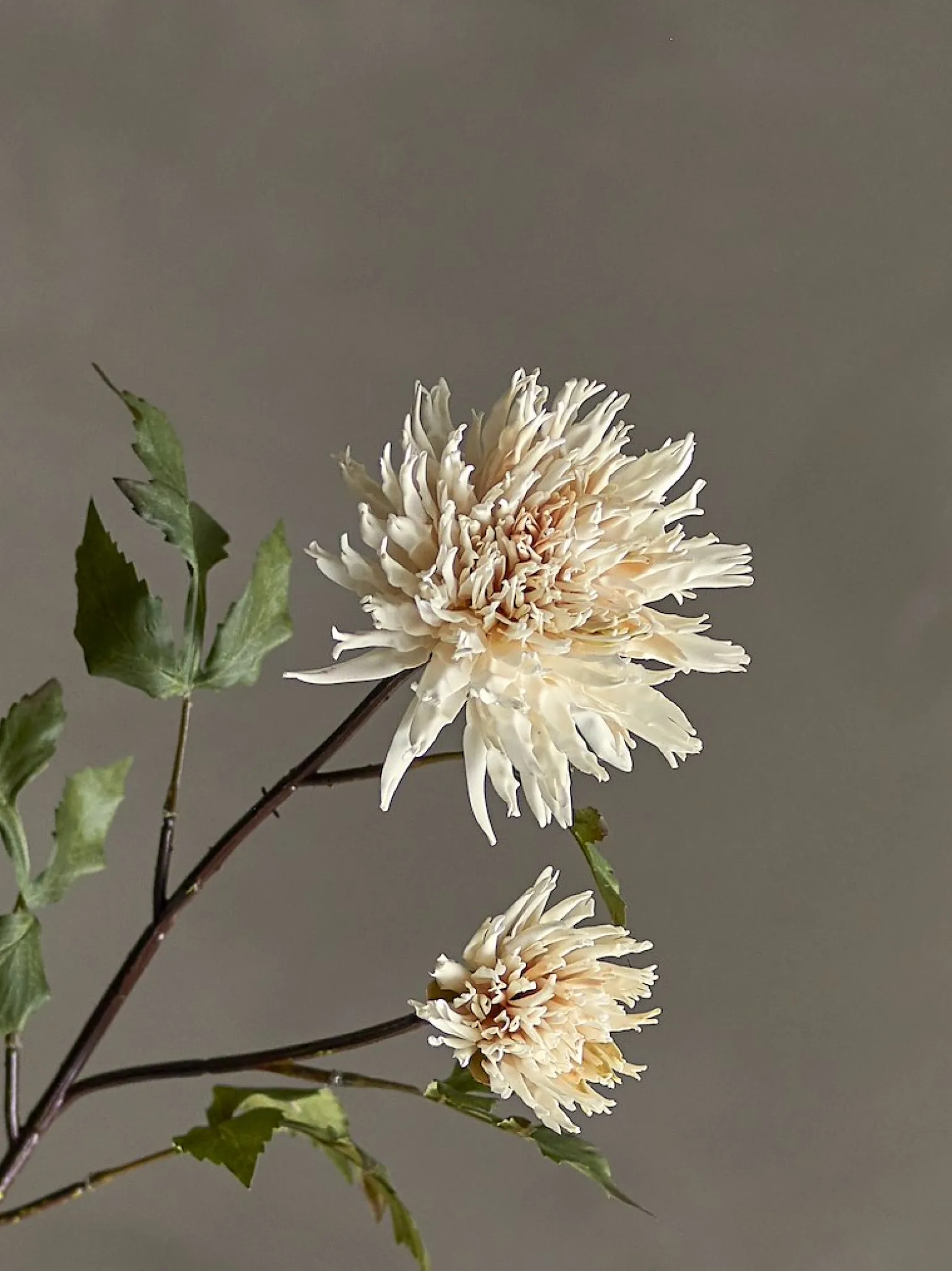 Krysantemum stilkblomst