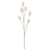 Lagarus stilkblomst