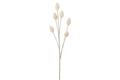 Lagarus stilkblomst