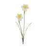 Narciss stilkblomst