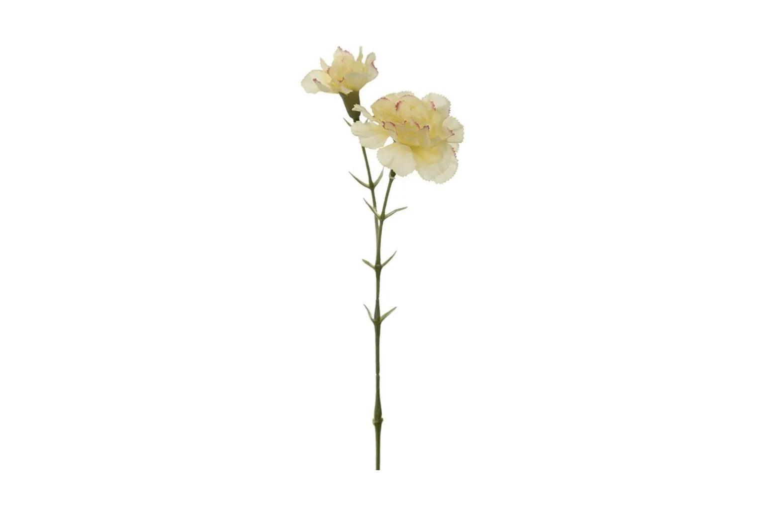 Nellik stilkblomst