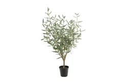 Oliven potteplante