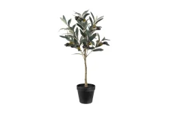 Oliven potteplante