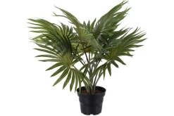 Palme potteplante