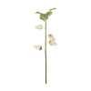 Physalis stilkblomst