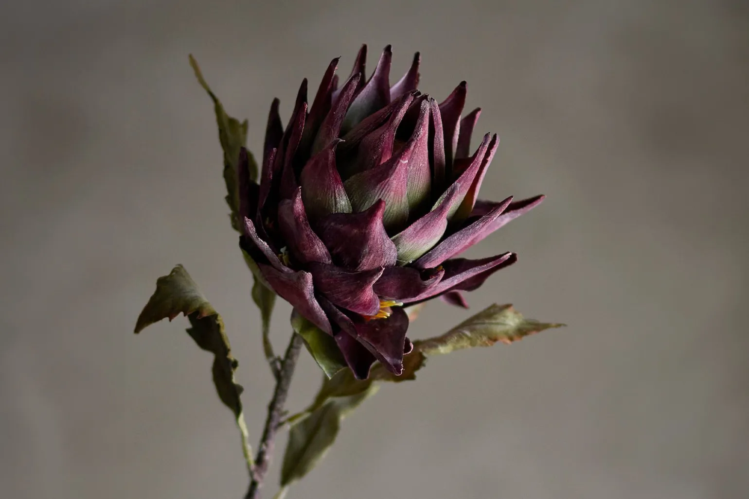 Protea stilkblomst