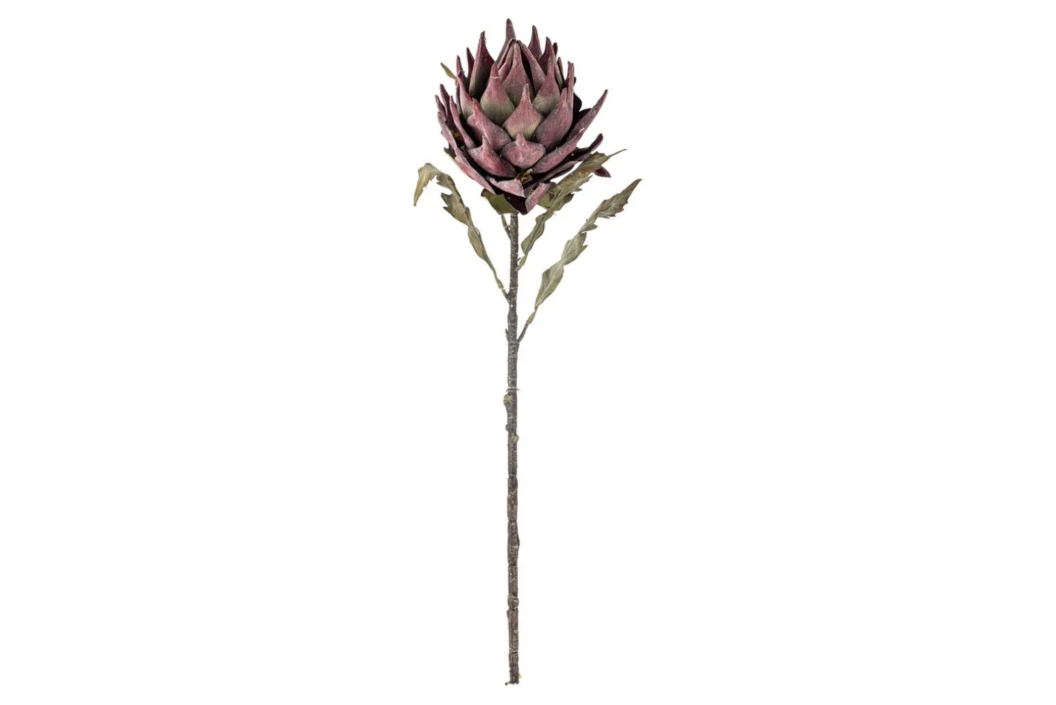Protea stilkblomst