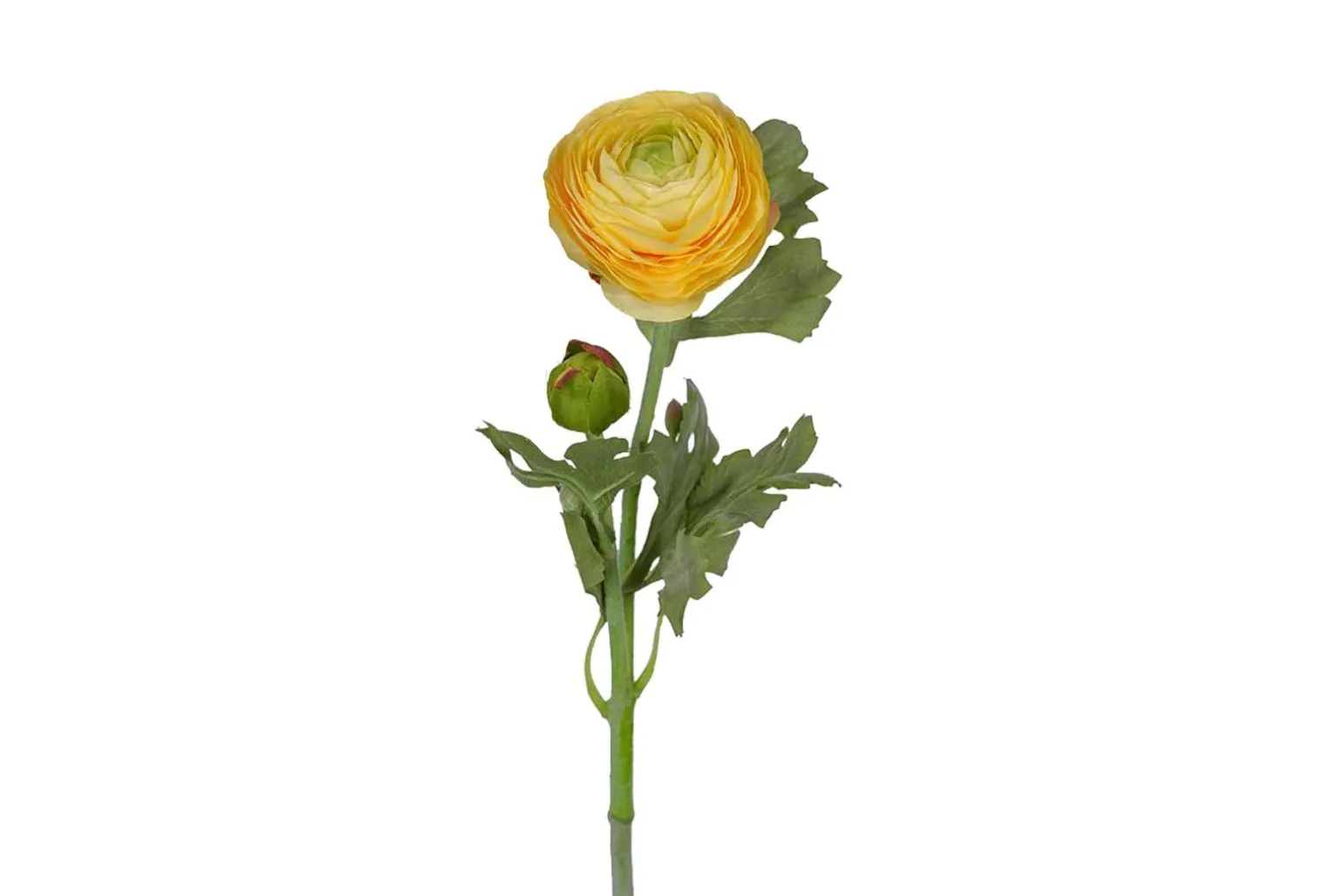 Ranunkel stilkblomst