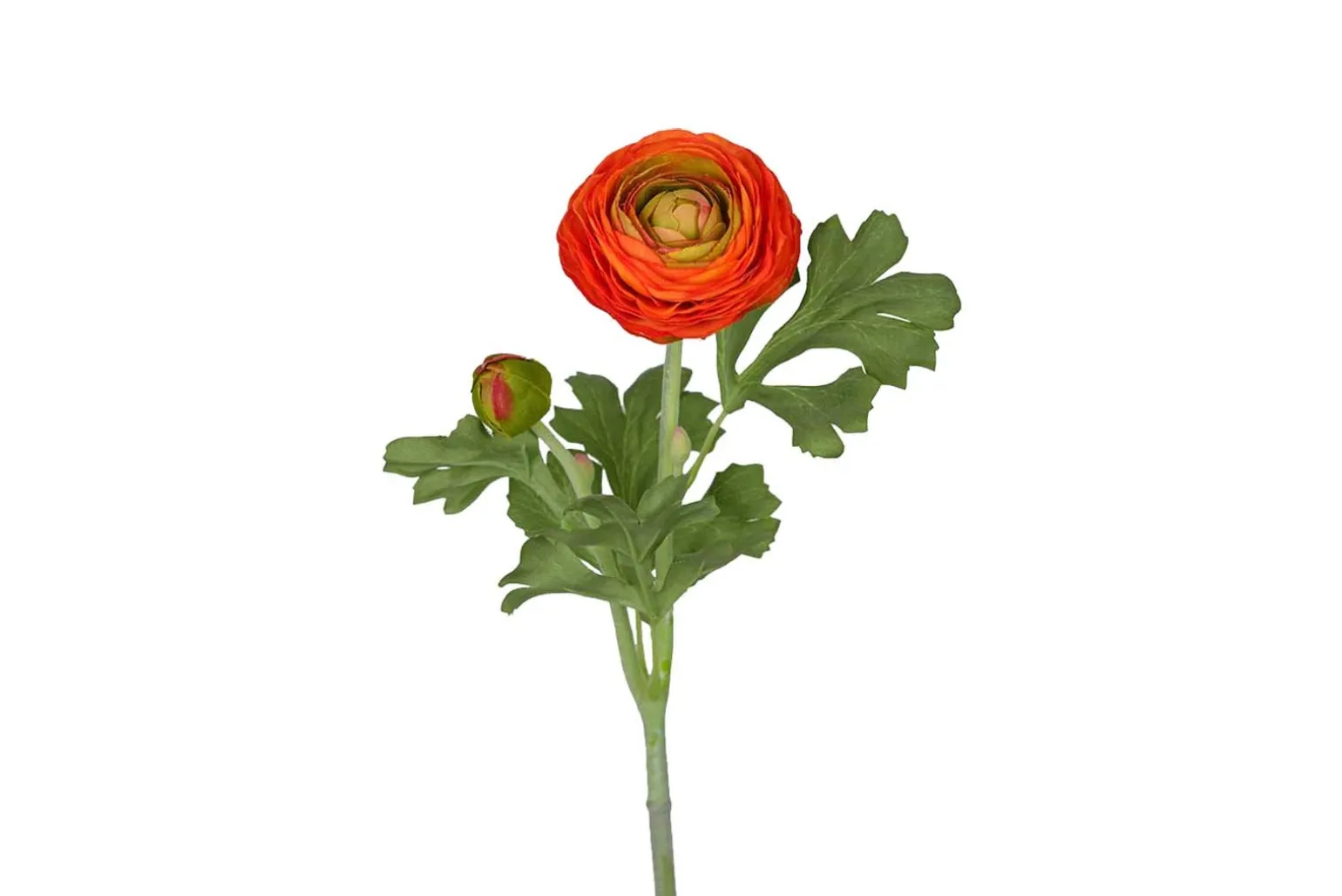 Ranunkel stilkblomst