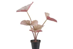 Rexbegonia potteplante