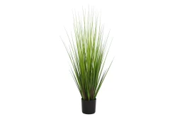 Ås gress potteplante