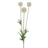 Scabiosa stilkblomst