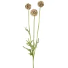 Scabiosa stilkblomst