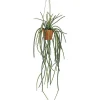 Senecio hengeplante
