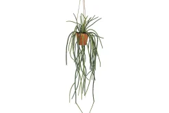 Senecio hengeplante