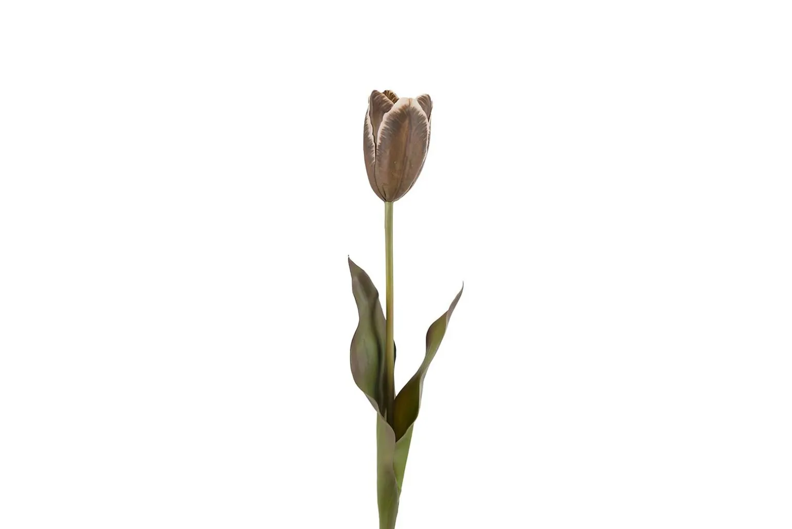 Tulipan stilkblomst