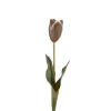 Tulipan stilkblomst