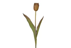 Tulipan stilkblomst