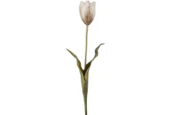 Tulipan stilkblomst