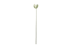 Vallmueknopp stilkblomst
