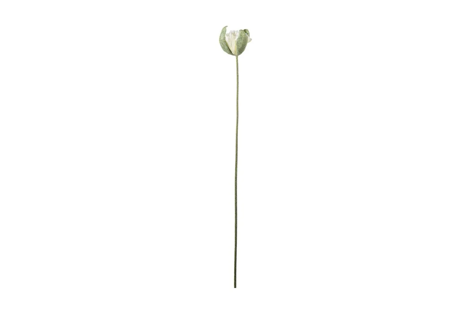 Vallmueknopp stilkblomst